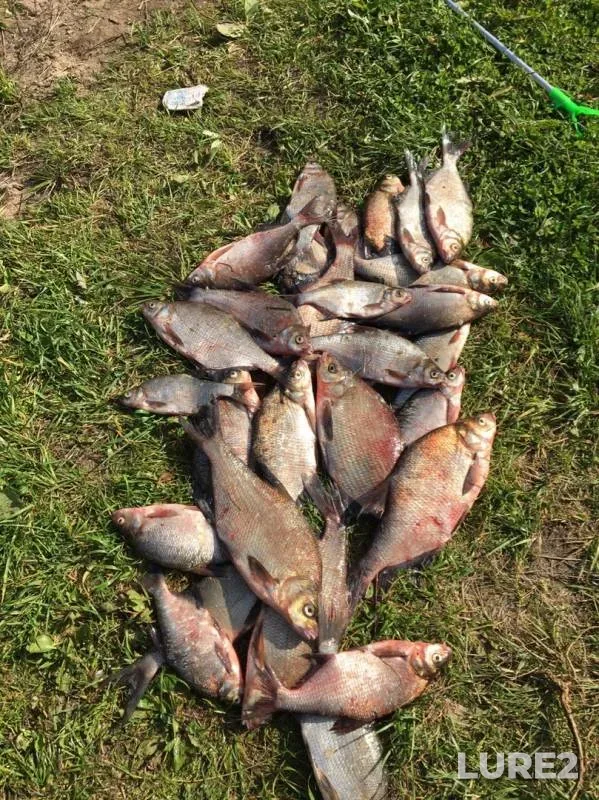 Bream — Volga, Sep 02, 2019