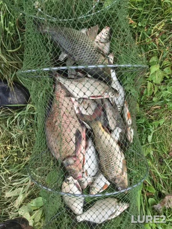 Bream, Carp — (zaliv) Keshka, Aug 29, 2019