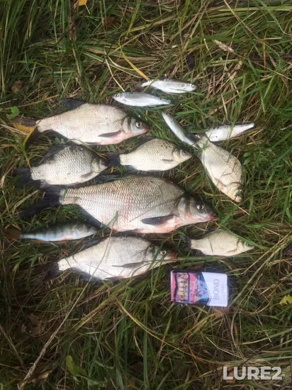 Bleak, Bream — Uvod, Aug 16, 2019