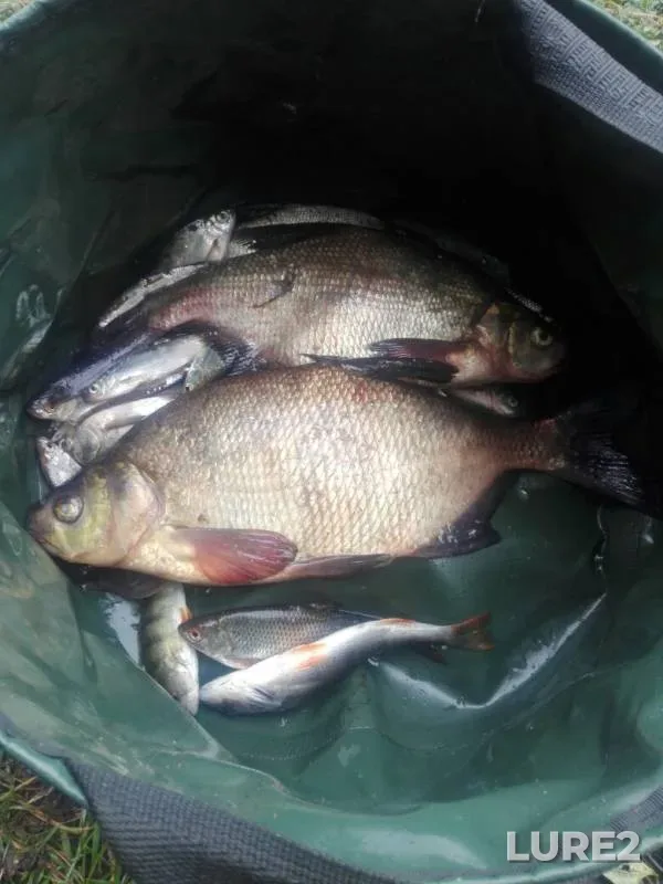 Bream, Perch — Uvod, Aug 10, 2019