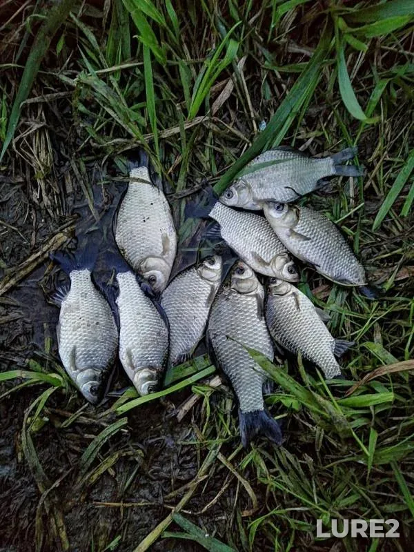 Crucian carp — Uvod, Aug 09, 2019