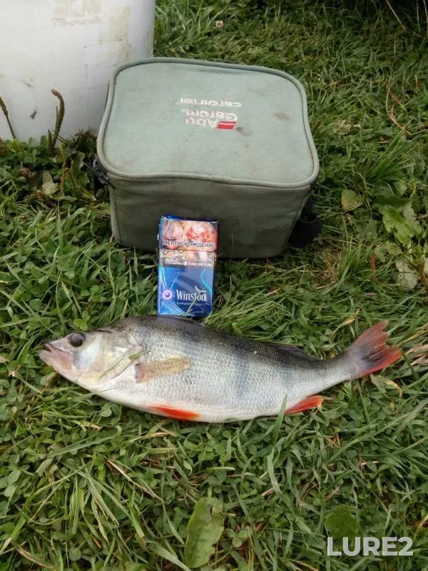 Perch — Uvodskoye, Aug 03, 2019