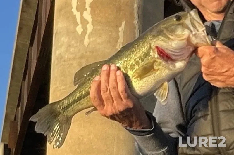 Largemouth bass — White Oak Branch, Nov 13, 2018