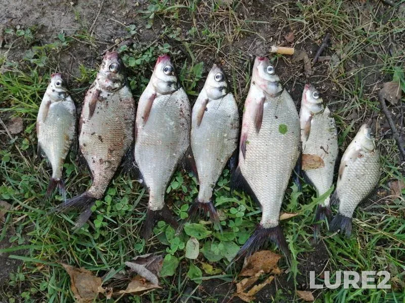 Bream, Crucian carp — Uvod, Jul 25, 2019
