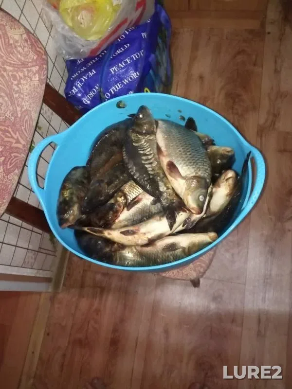 Carp — Latyrevskiy, Jul 21, 2019
