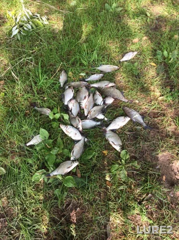 Bream, White bream — Kera, Jul 20, 2019