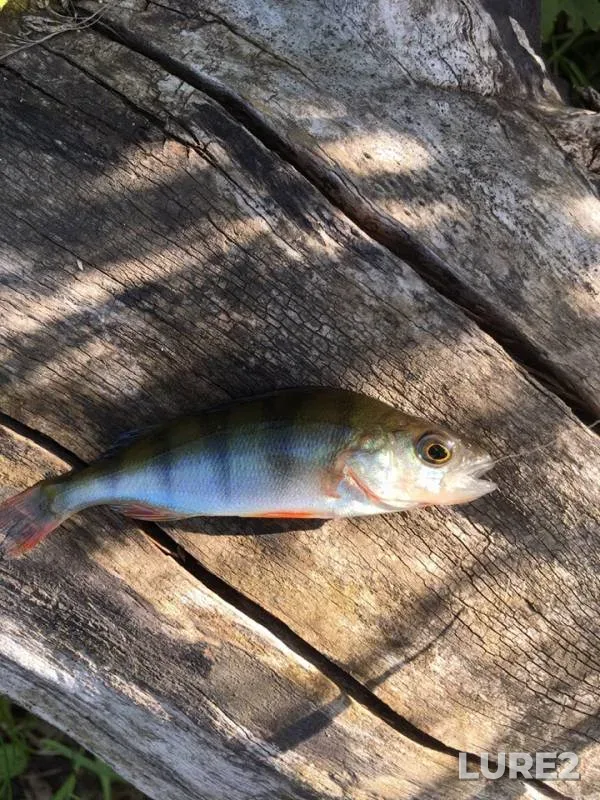 Perch, Roach — Uvod, Jun 25, 2019