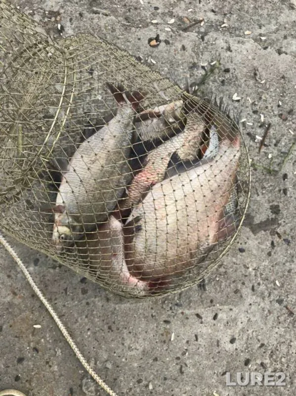 Bream — Volga, Jun 22, 2019