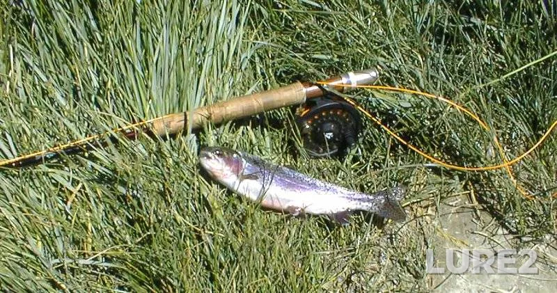 Rainbow trout — Groves Lake, May 09, 2020, 5:03 PM