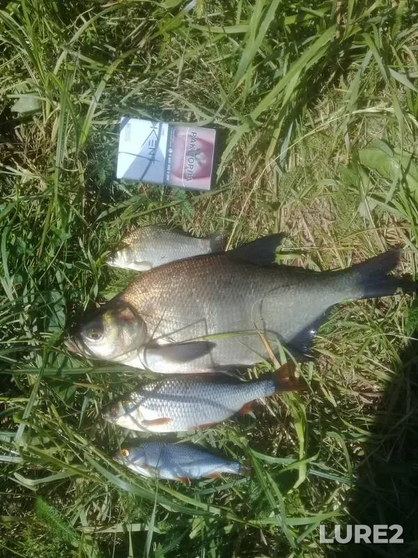 Bream, Crucian carp — Uvod, Jun 16, 2019