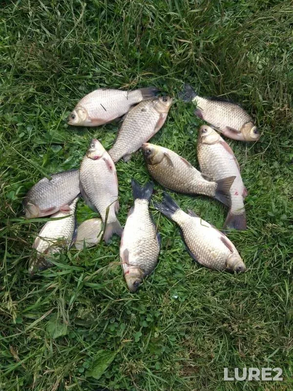 Crucian carp — Rogatinskoye, Jun 15, 2019