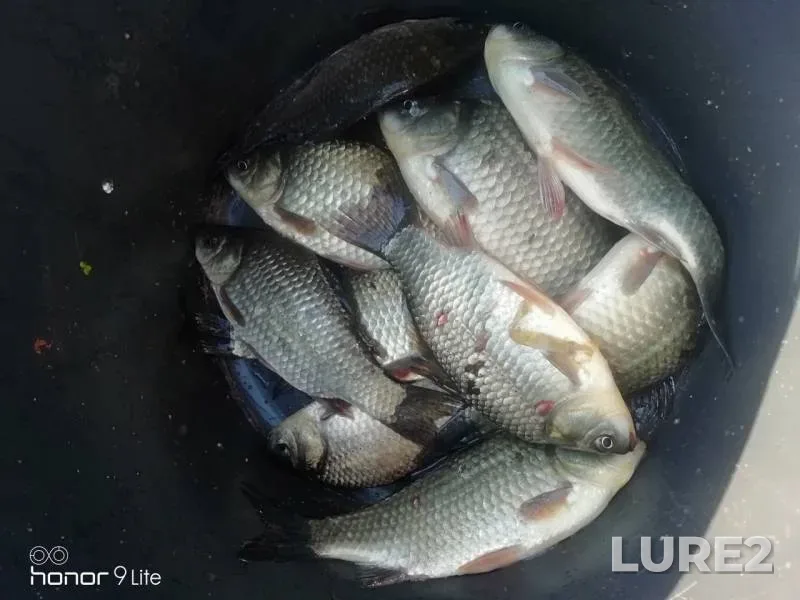 Crucian carp — Vasilyovskoye, Jun 08, 2019