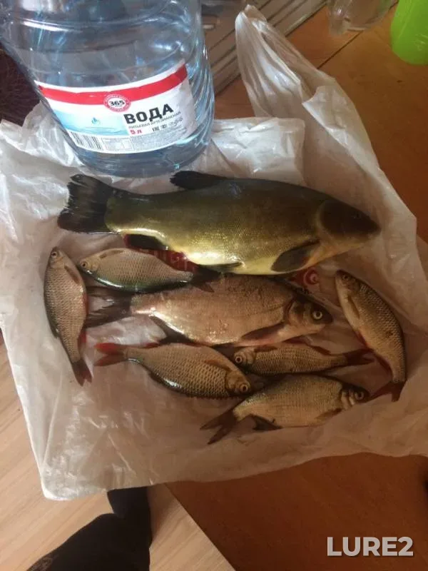 Bream, Rudd — kanal Volga-Uvod, Jun 07, 2019
