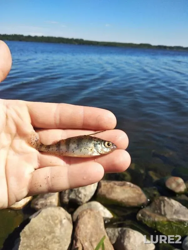Bream, Roach — Volga, Jun 02, 2019