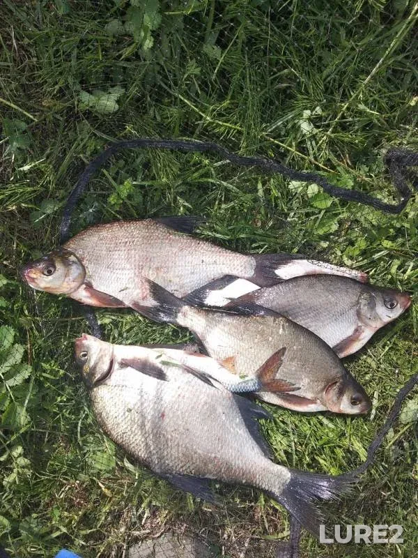 Bream — Volga, May 29, 2019