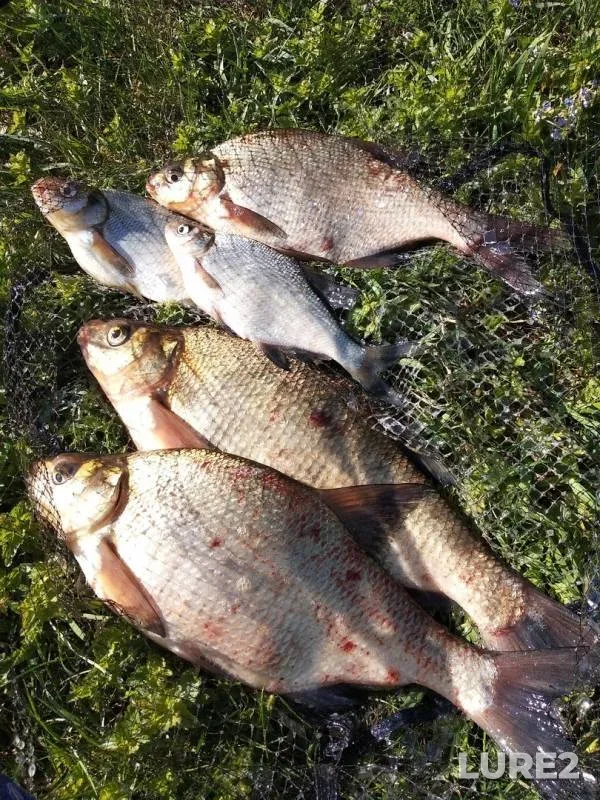 Bream — Volga, May 25, 2019