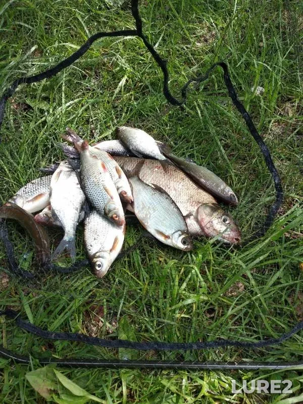 Bream, Roach — Volga, May 21, 2019