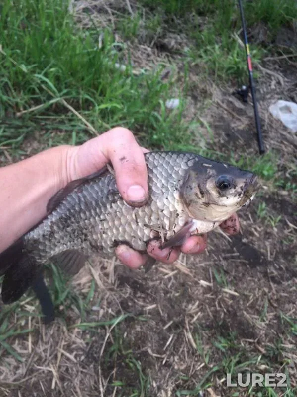 Crucian carp — Uvod, May 12, 2019