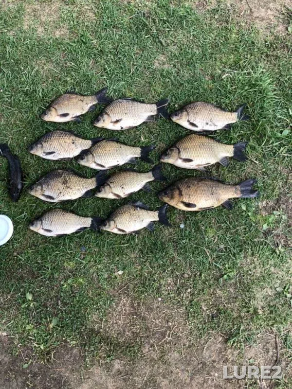 Crucian carp — Ivanovskaya oblast, May 06, 2019