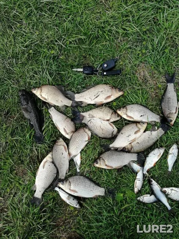 Crucian carp, Roach — Rogatinskoye, May 04, 2019