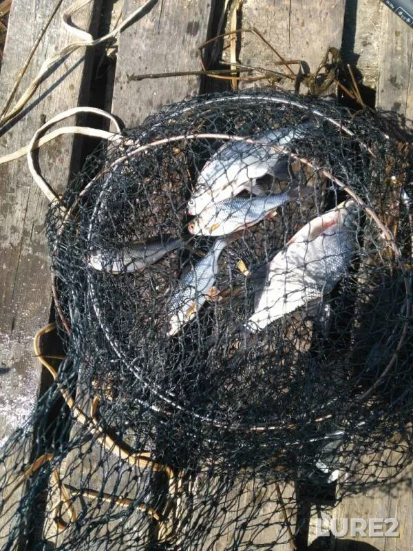 Roach, White bream — Uvod, Apr 30, 2019