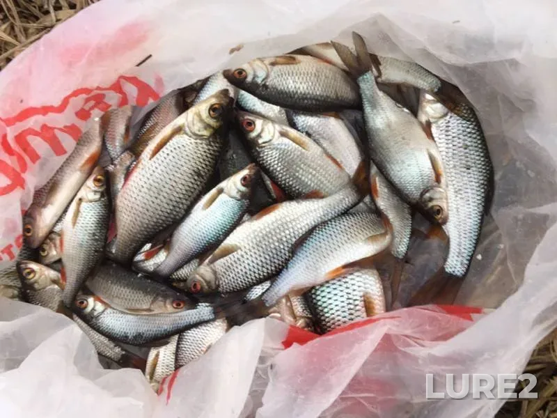 Roach — Uvod, Apr 27, 2019
