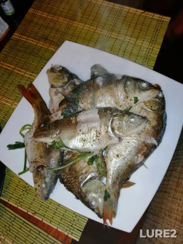 Carp — Latyrevskiy, Apr 26, 2019