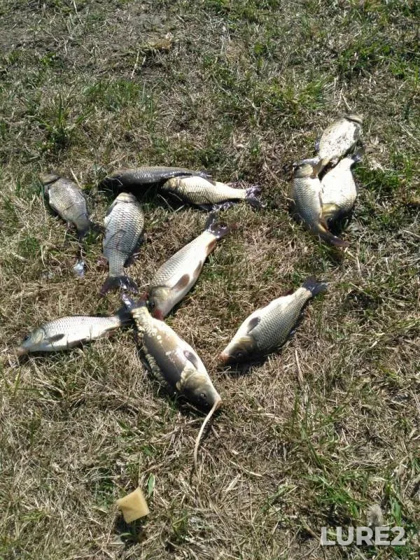 Carp — Latyrevskiy, Apr 26, 2019