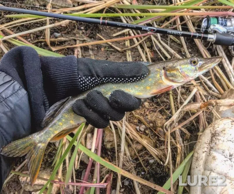 Pike — Volga, Oct 09, 2019
