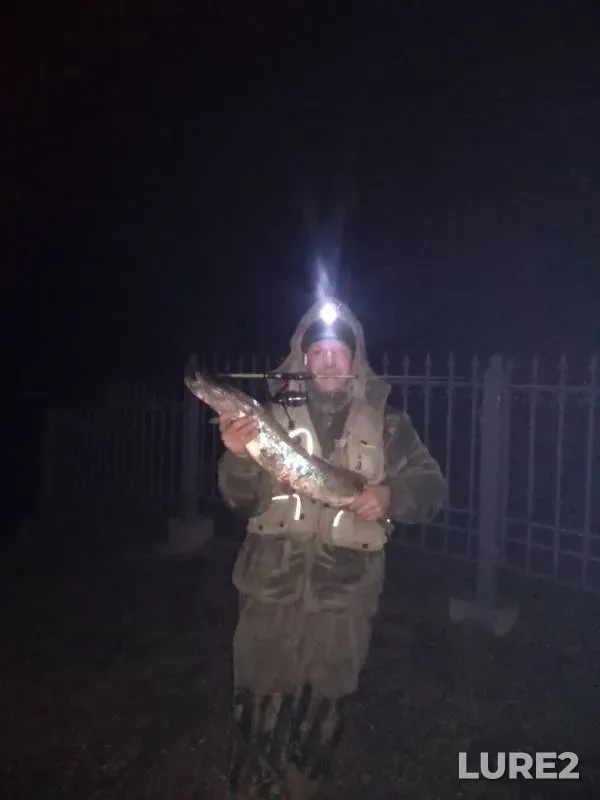 Pike — Moskva, Nov 24, 2018