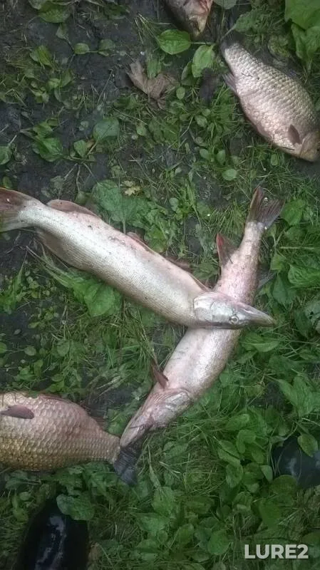 Crucian carp, Pike — Sura, Oct 14, 2014