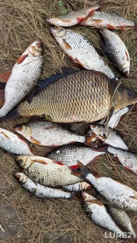 Carp, Roach — Belenkaya, Sep 29, 2019