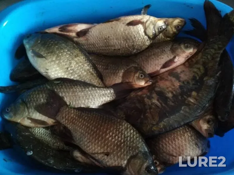 Carp, Crucian carp — Kurskaya oblast, Aug 27, 2019
