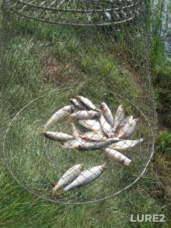 Roach — Stuzhenyok, Aug 11, 2019