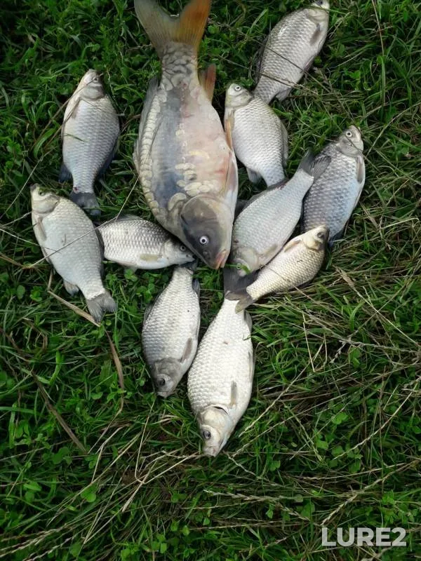 Carp, Crucian carp — Kurskaya oblast, Jul 25, 2019