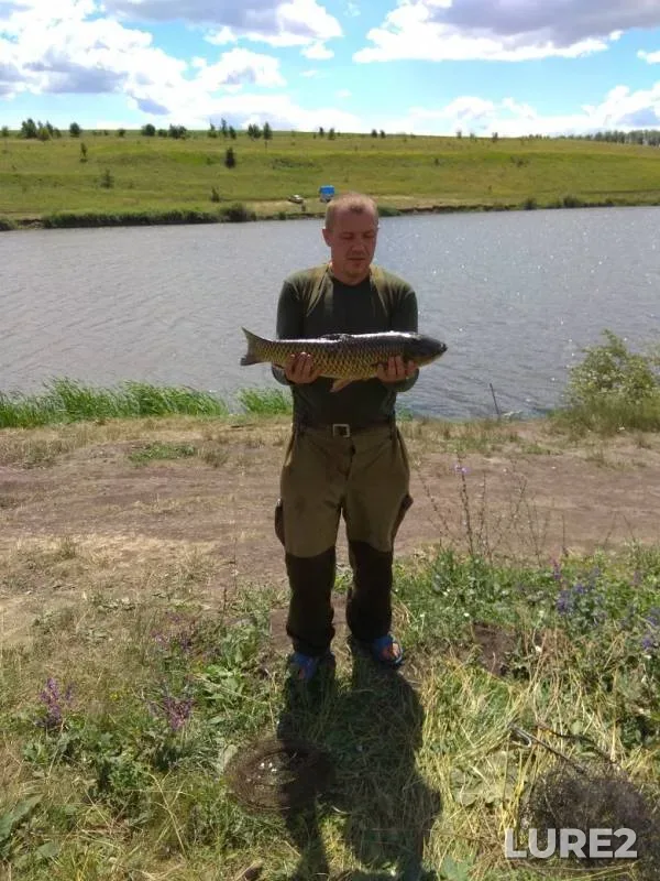 Carp — Kurskaya oblast, Jul 02, 2019