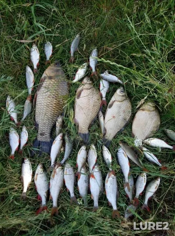 Crucian carp, Rudd — Malyy Anish, Jun 18, 2019