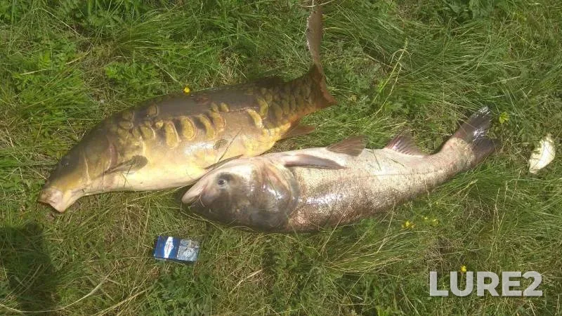 Carp — Kurskaya oblast, Jun 15, 2019