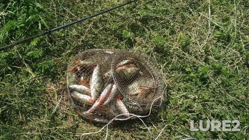 Perch — Starooskolskoye, Jun 14, 2019