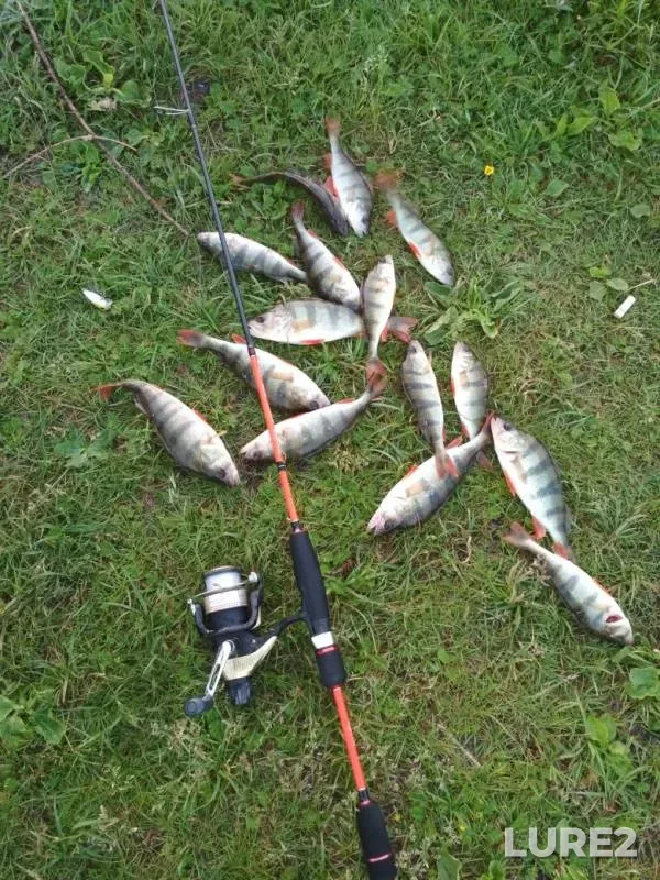Perch — Starooskolskoye, Jun 02, 2019