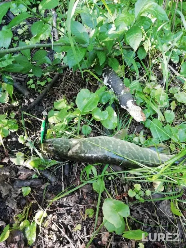 Pike — Kotyol, May 19, 2019
