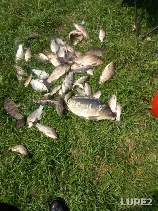 Carp, Crucian carp — Kurskaya oblast, May 12, 2019