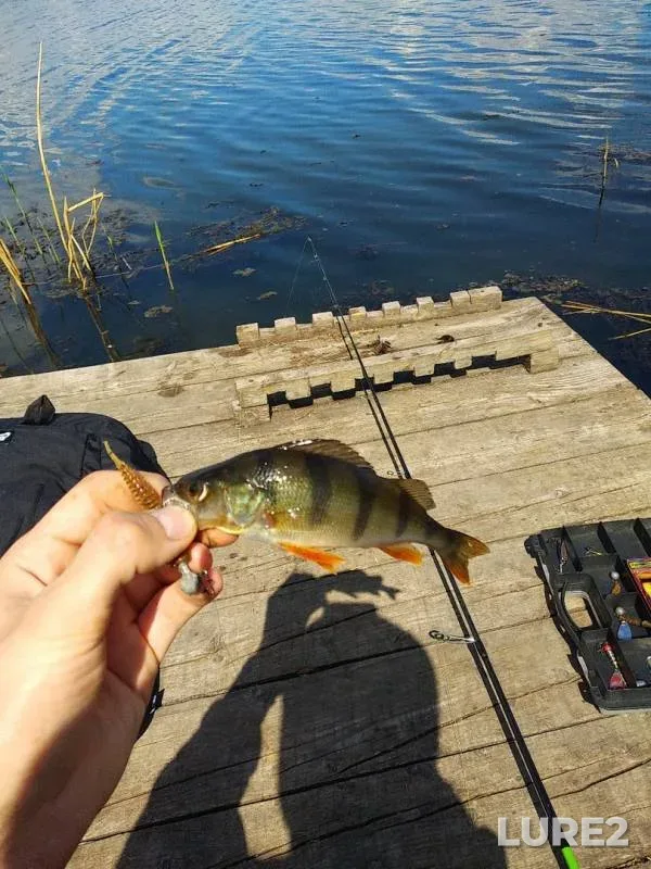 Perch — Oskol / Oskіl, May 06, 2019