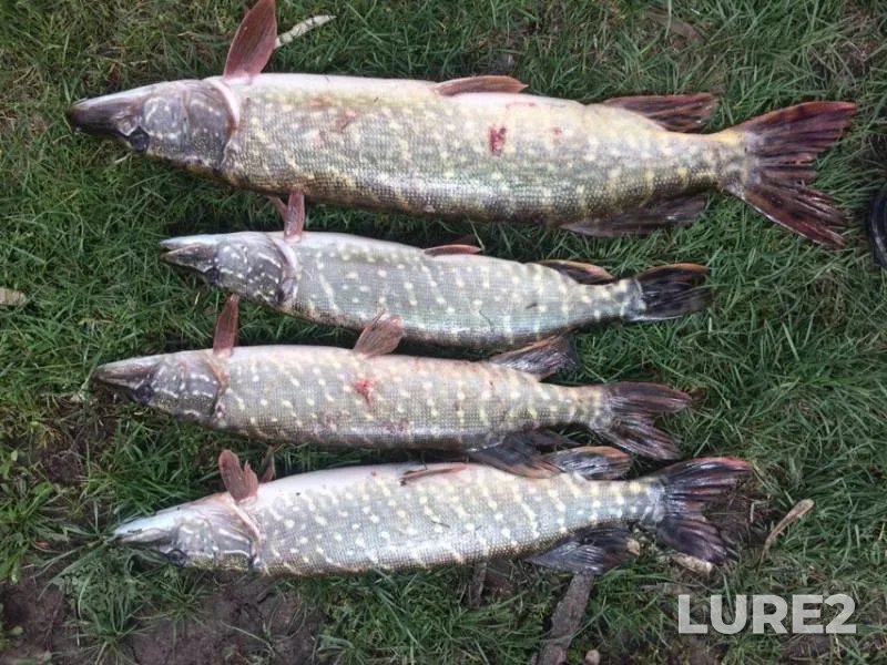 Pike — Krivchik, May 03, 2019