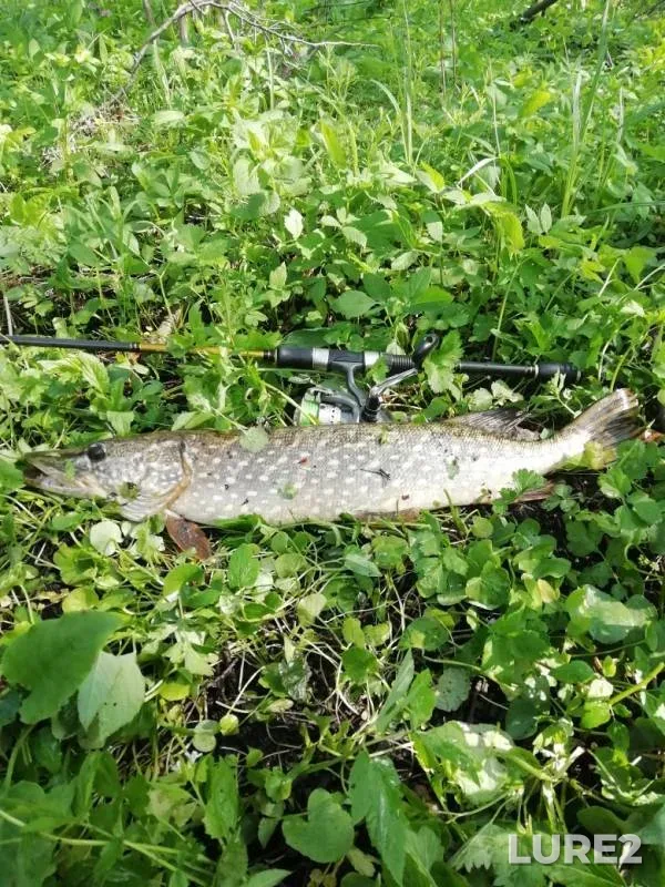 Pike — Kotyol, May 03, 2019