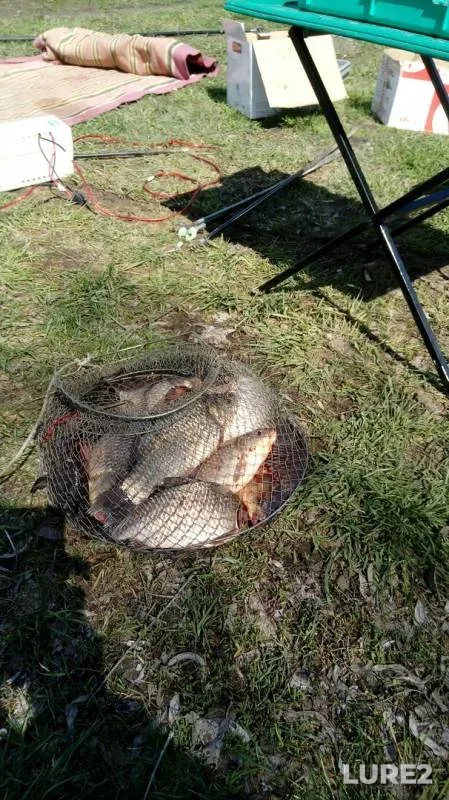 Crucian carp — Kurskaya oblast, Apr 17, 2019