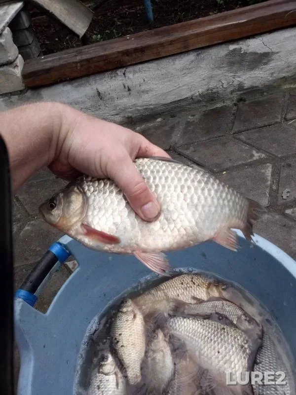 Crucian carp — Kurskaya oblast, Apr 12, 2019