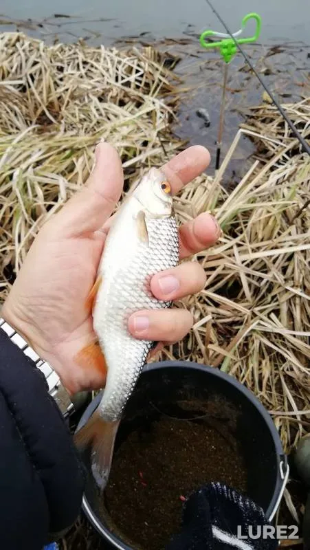 Roach — Oskol / Oskіl, Mar 30, 2019