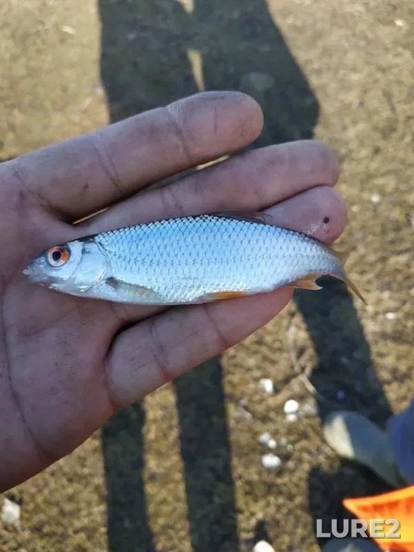 Roach — Oskolets, Mar 24, 2019