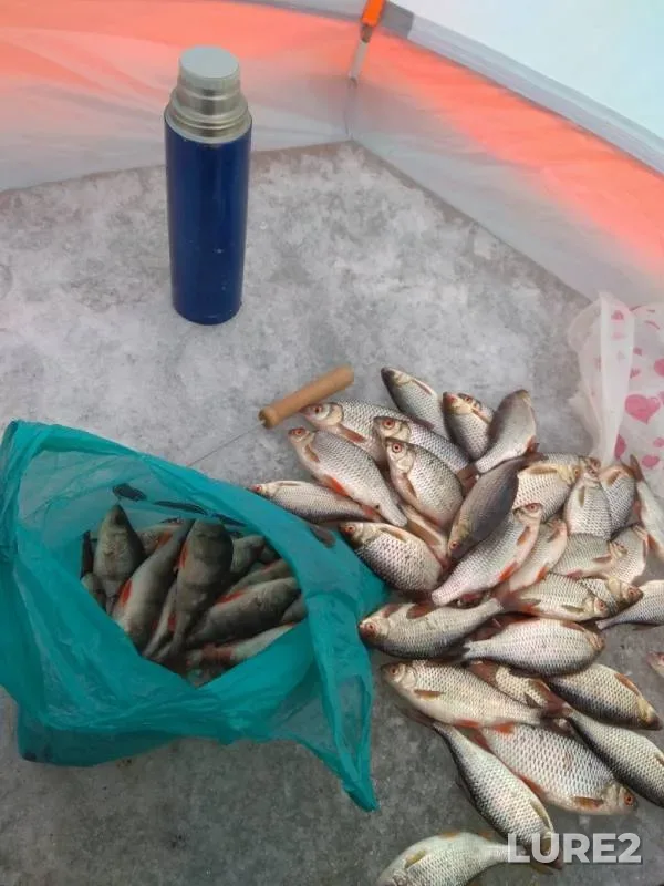 Perch, Roach — Starooskolskoye, Mar 13, 2019
